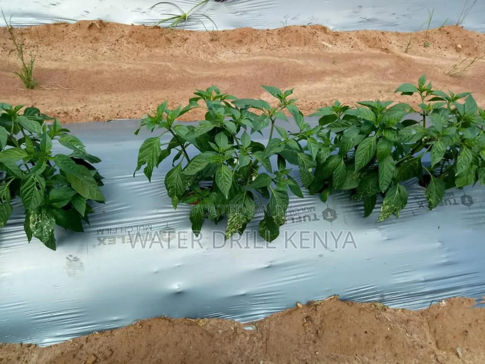 Agro Farm Consulting