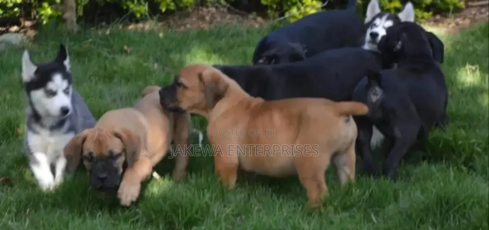 1-3 months Female Purebred Boerboel