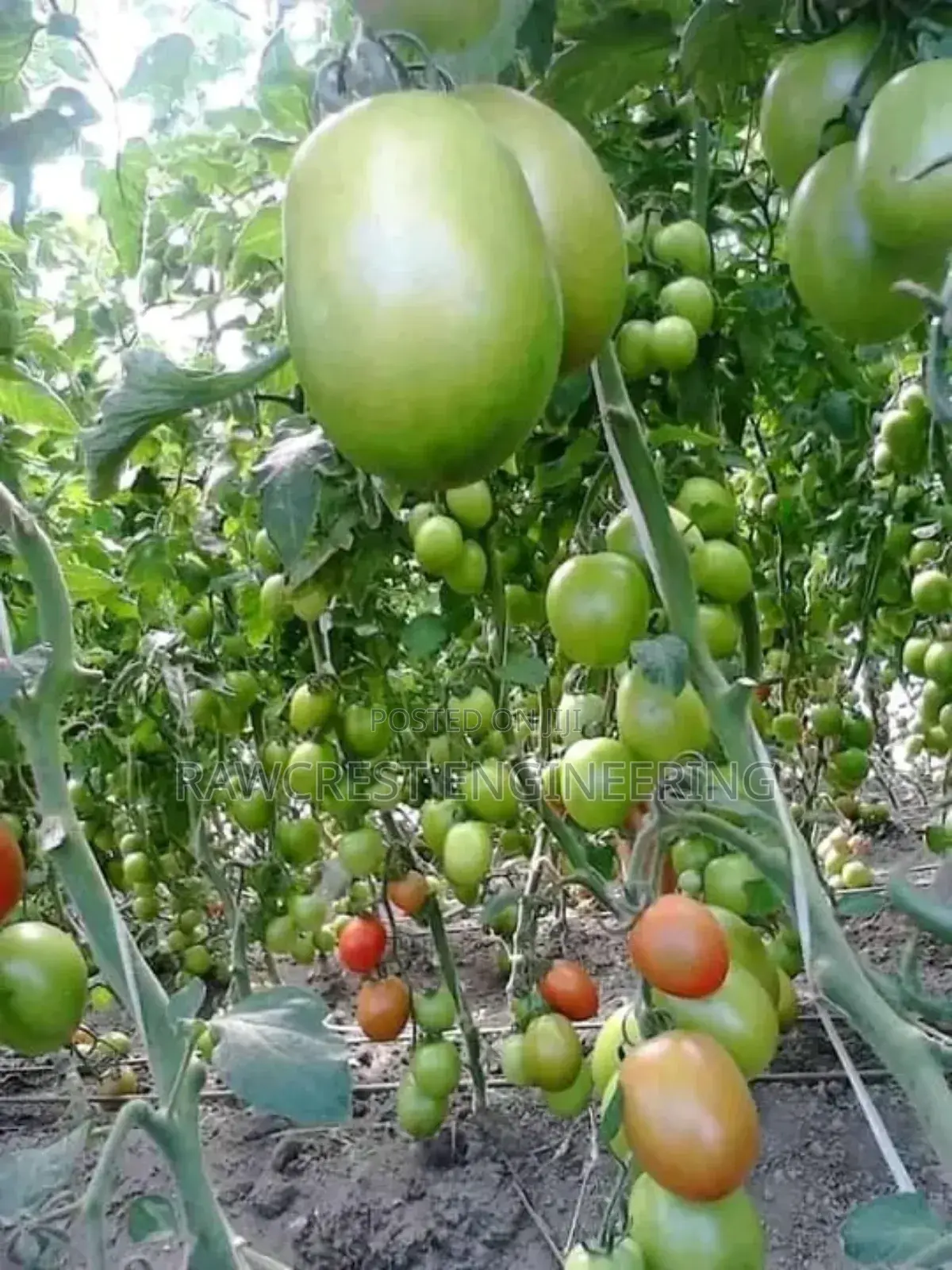 Greenhouse Construction And Irrigation Services
