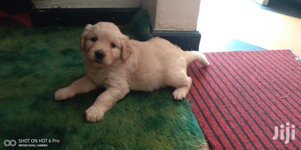 Young Male Purebred Golden Retriever