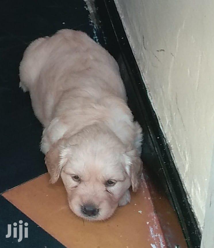 Young Female Purebred Golden Retriever