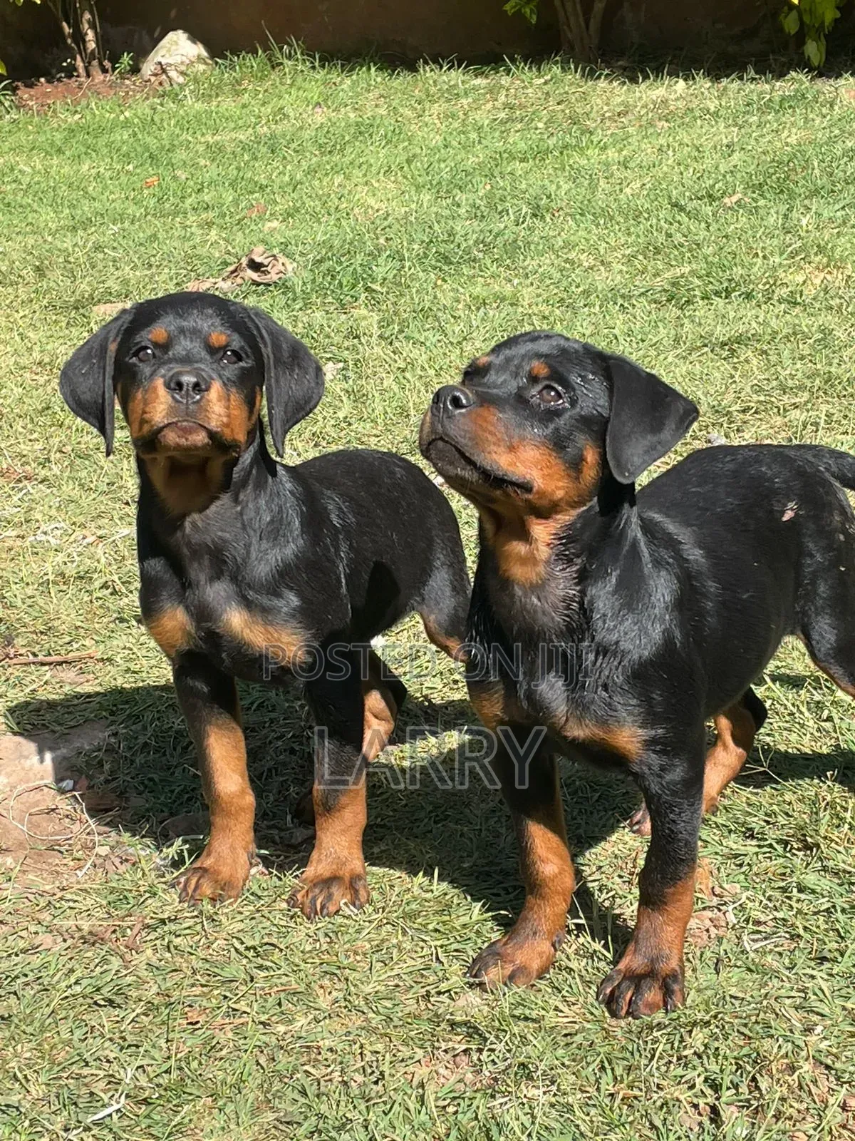 1-3 months Female Purebred Rottweiler