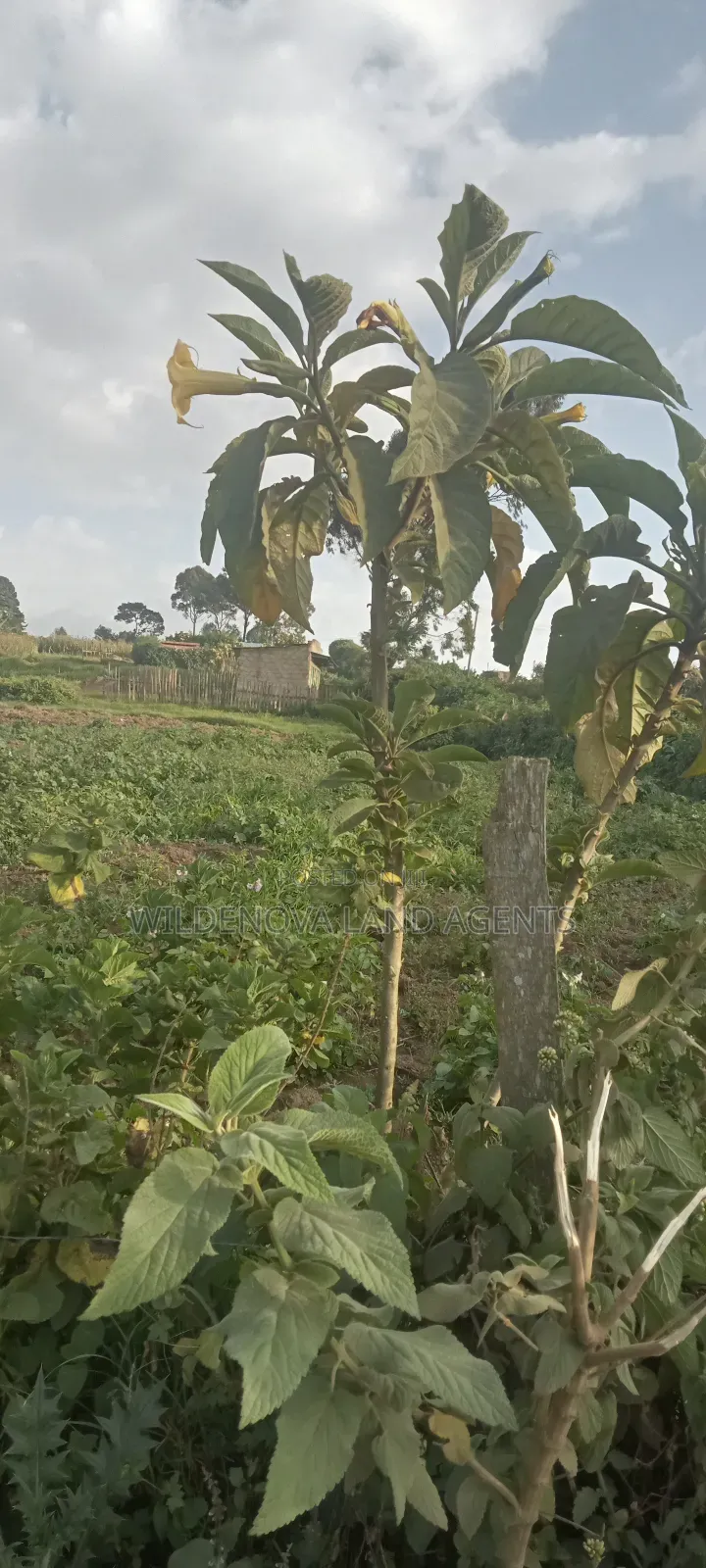 Land on Sale at Flyover Kinangop