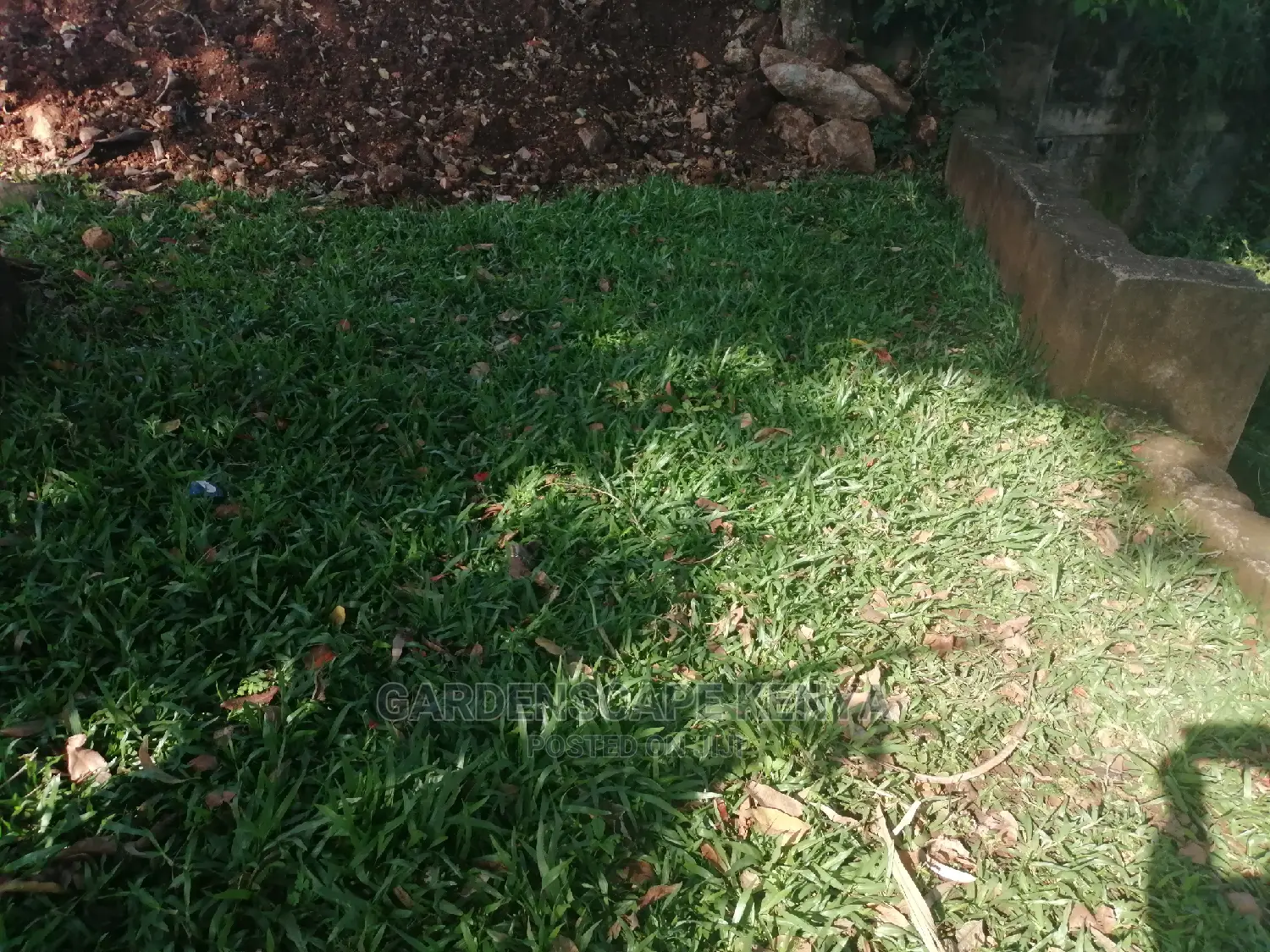 Pemba Grass/St. Augustin Grass/Buffalo Grass