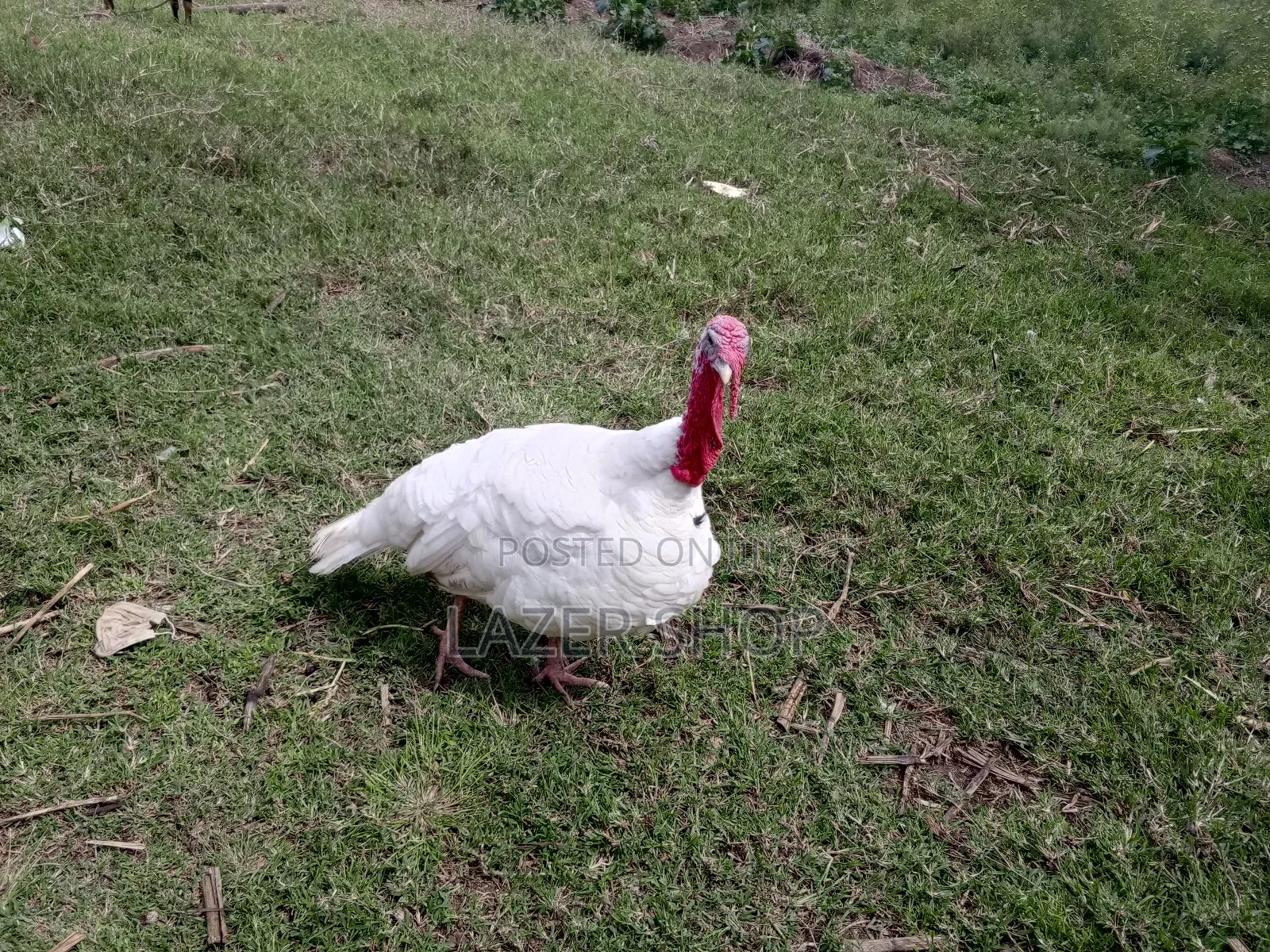 White Male Turkey Bird