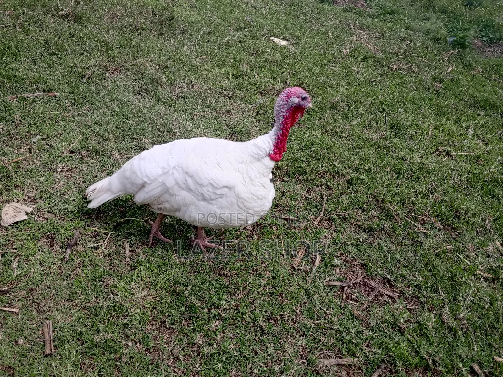 White Male Turkey Bird