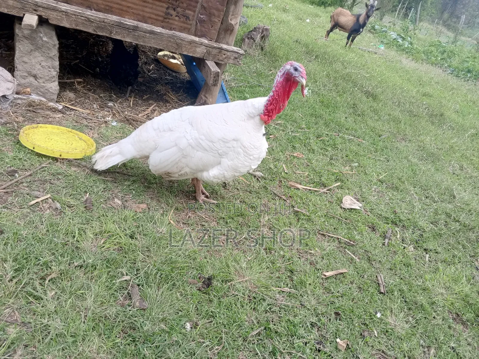 White Male Turkey Bird
