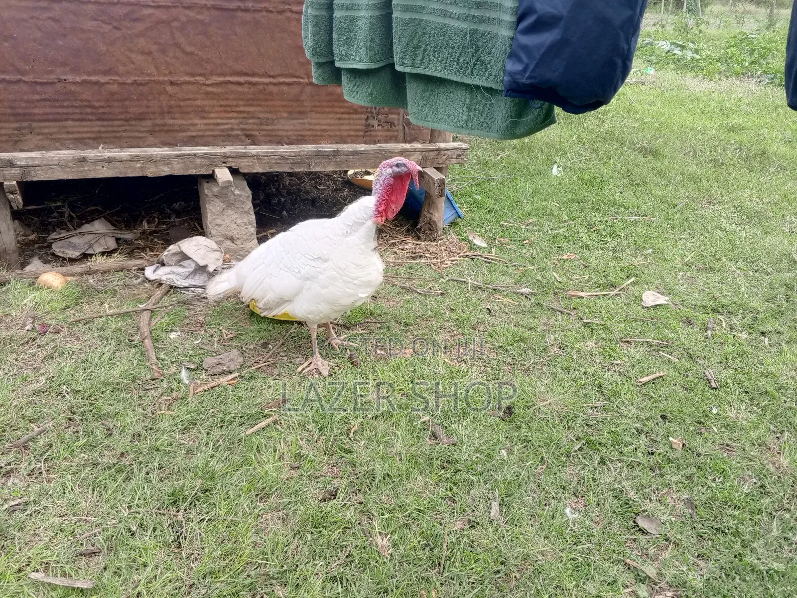 White Male Turkey Bird