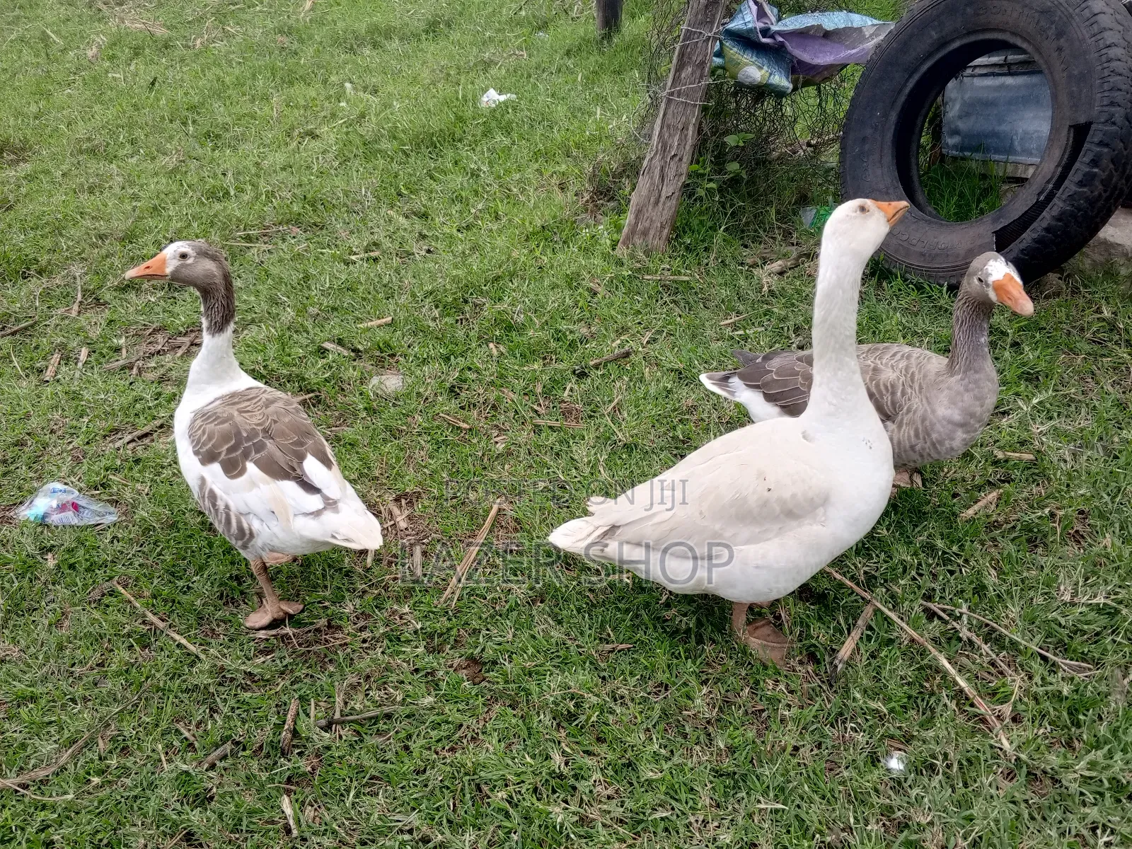 Giant Goose Bird( Pair)
