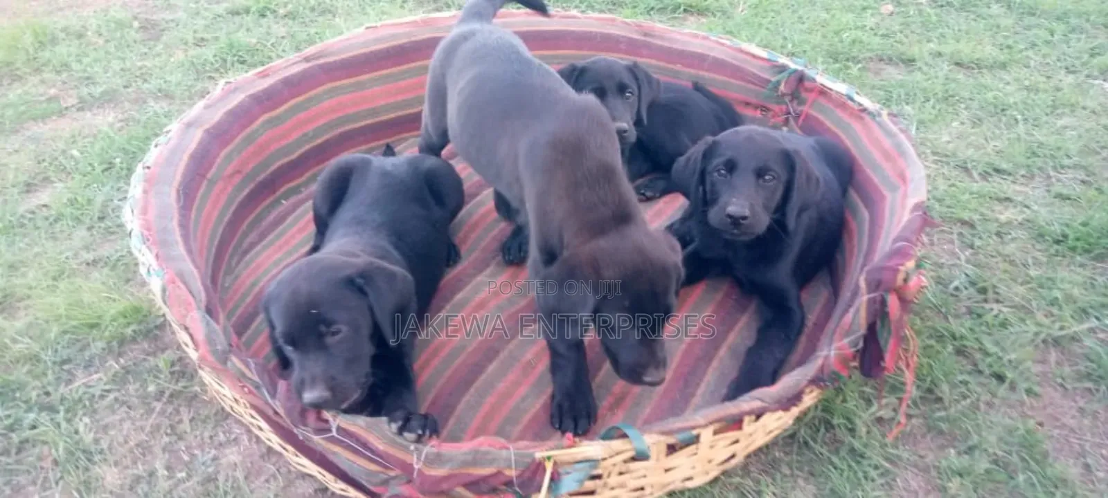 1-3 months Male Purebred Labrador Retriever