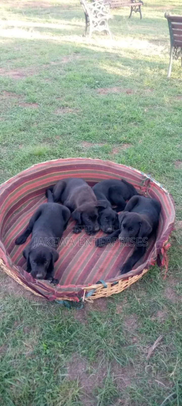 1-3 months Male Purebred Labrador Retriever