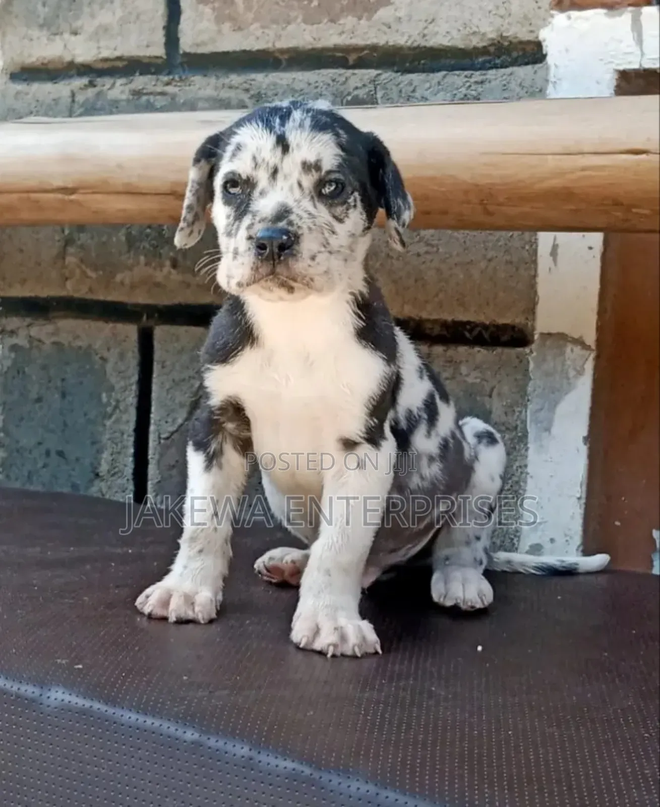 1-3 months Male Purebred Great Dane