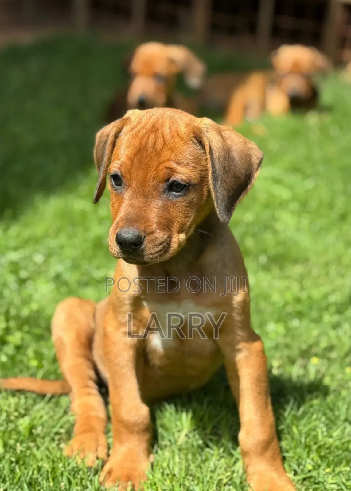 1-3 months Female Purebred Rhodesian Ridgeback