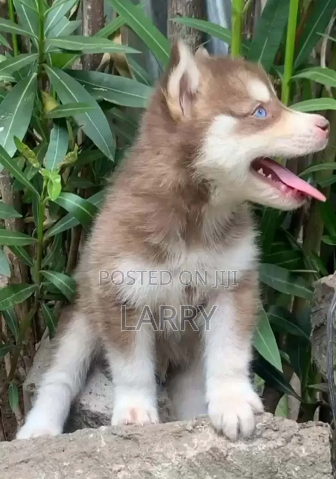 1-3 months Male Purebred Siberian Husky