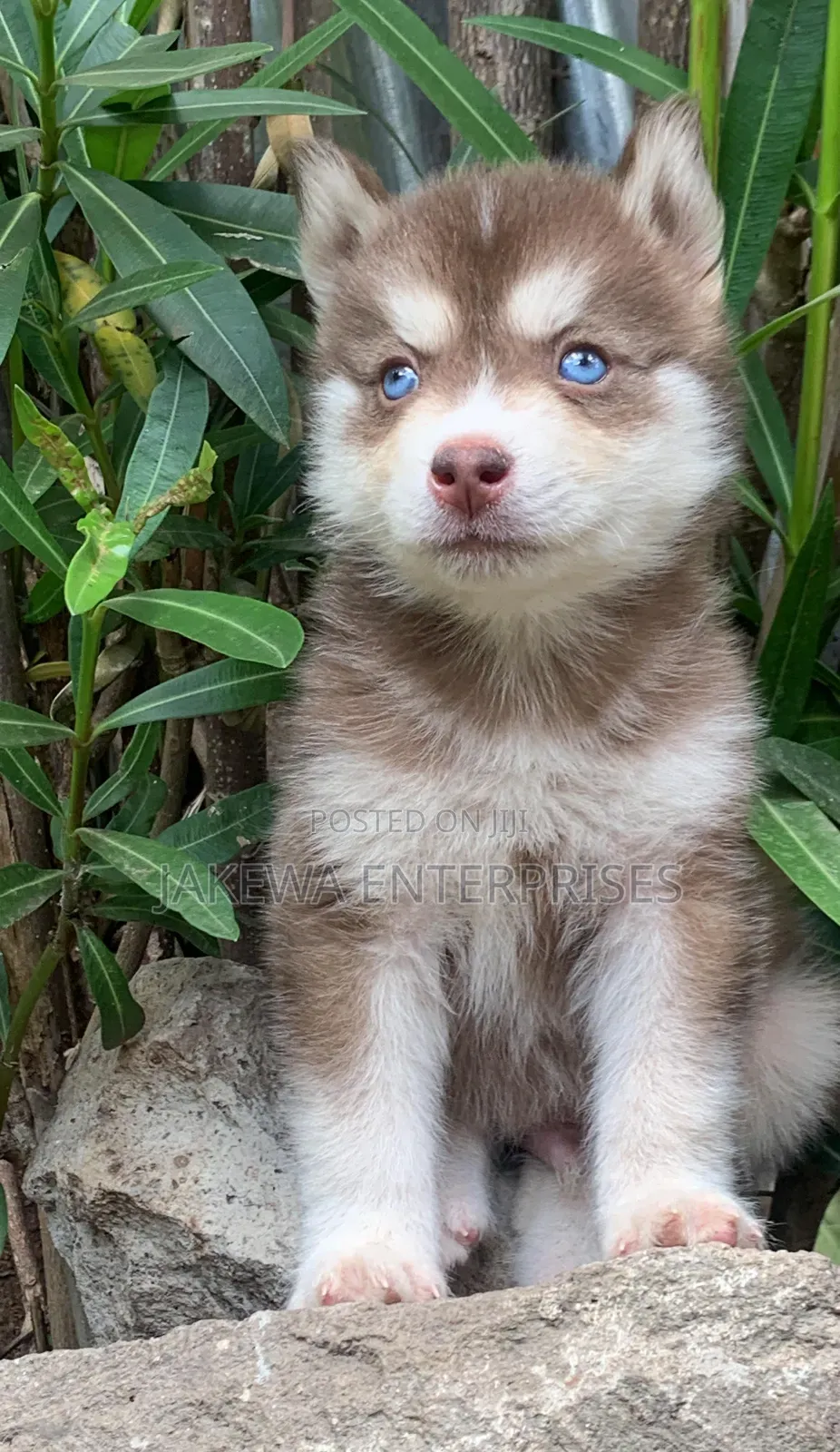 1-3 months Male Purebred Siberian Husky