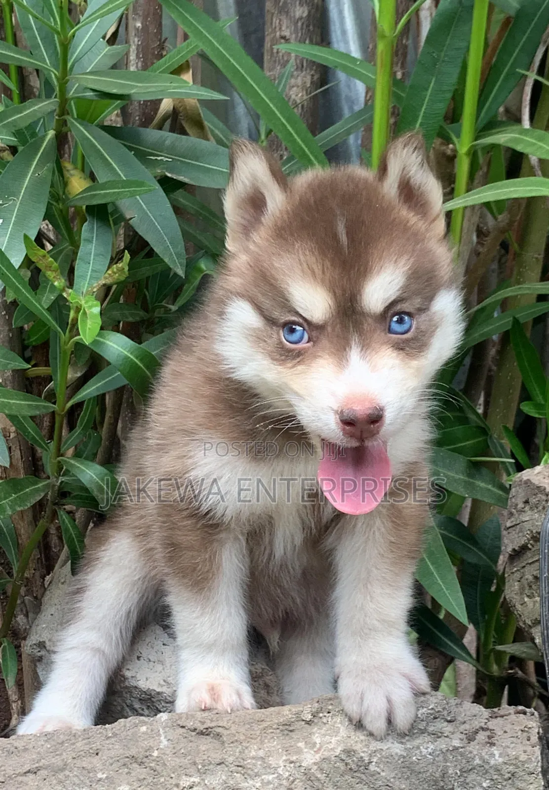 1-3 months Male Purebred Siberian Husky