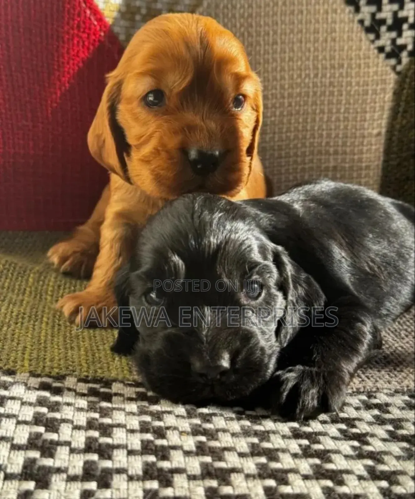 1-3 months Male Purebred Cocker Spaniel