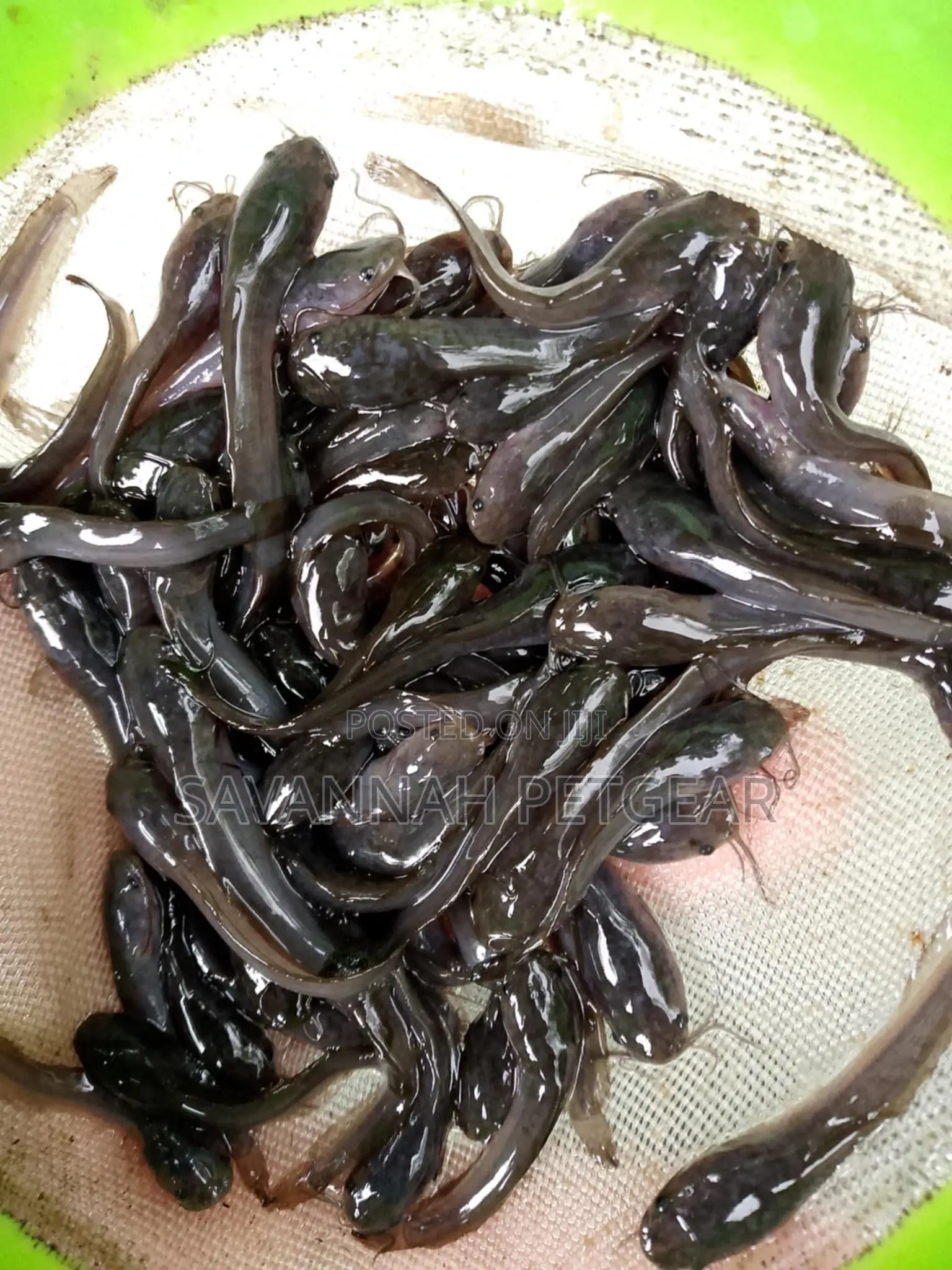 African Catfish Fingerlings - 2" Inches (Per Fingerling)