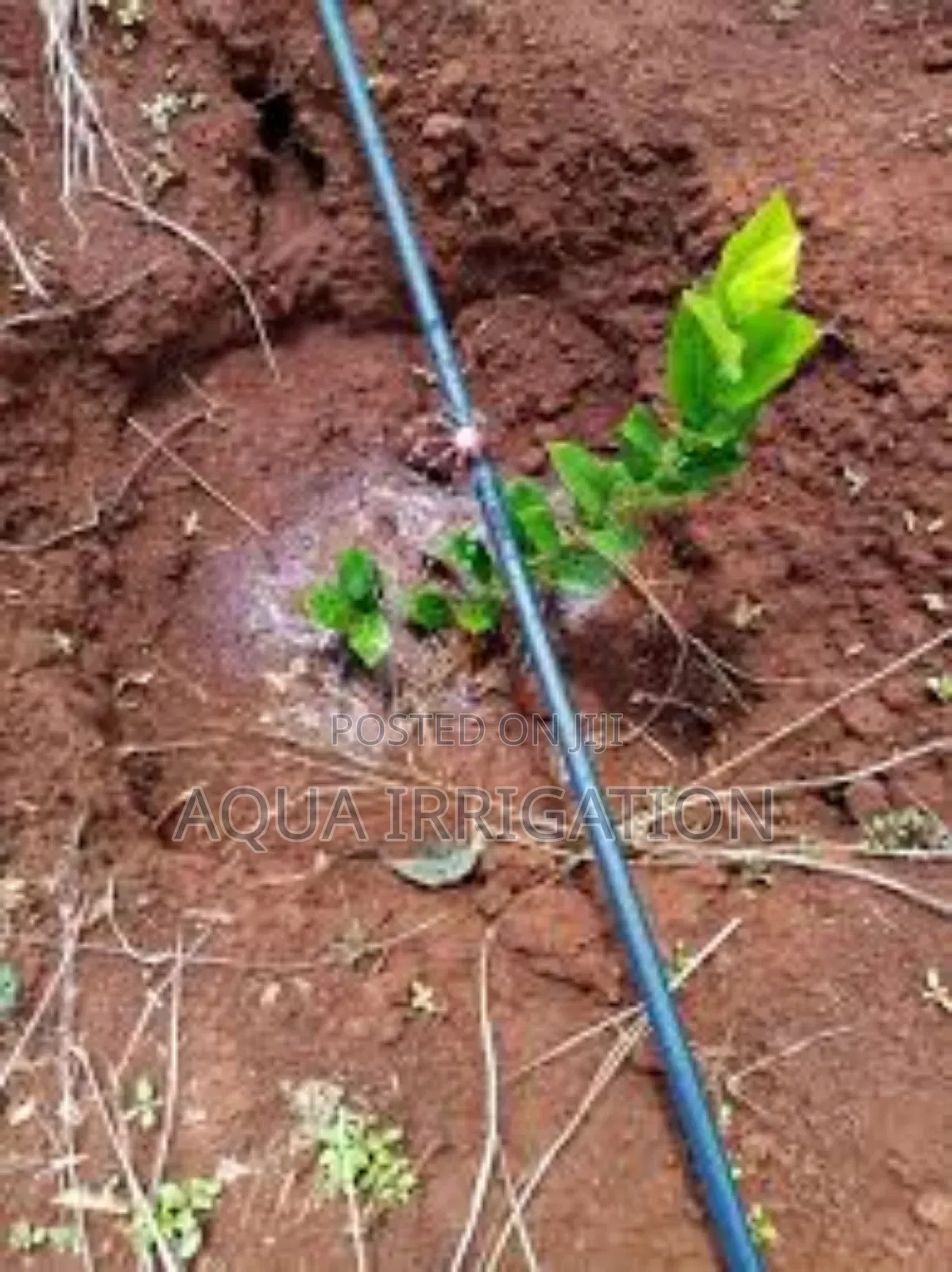 Efficient Watering With Button Drippers"