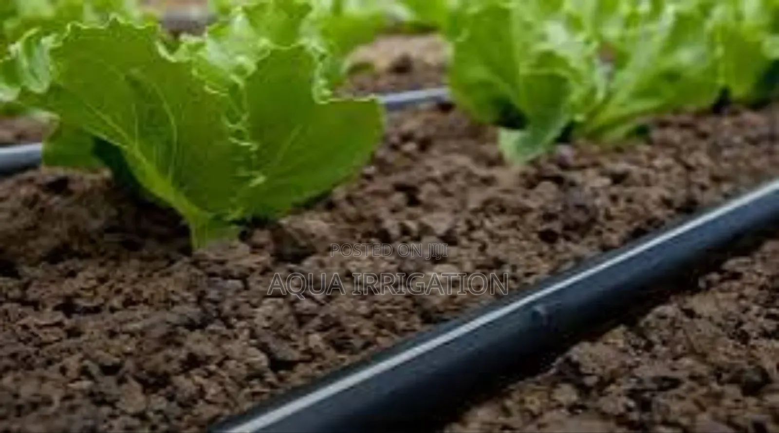 Save Water, Boost Yields With Driplines