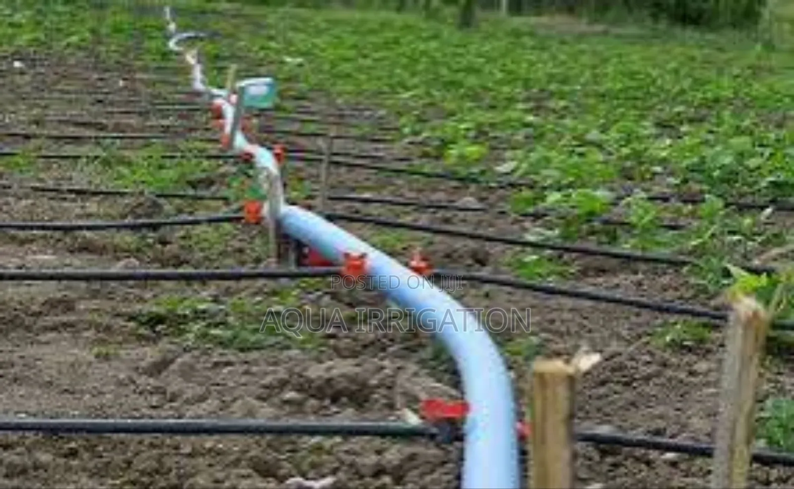 Efficient Watering for Tree Crops
