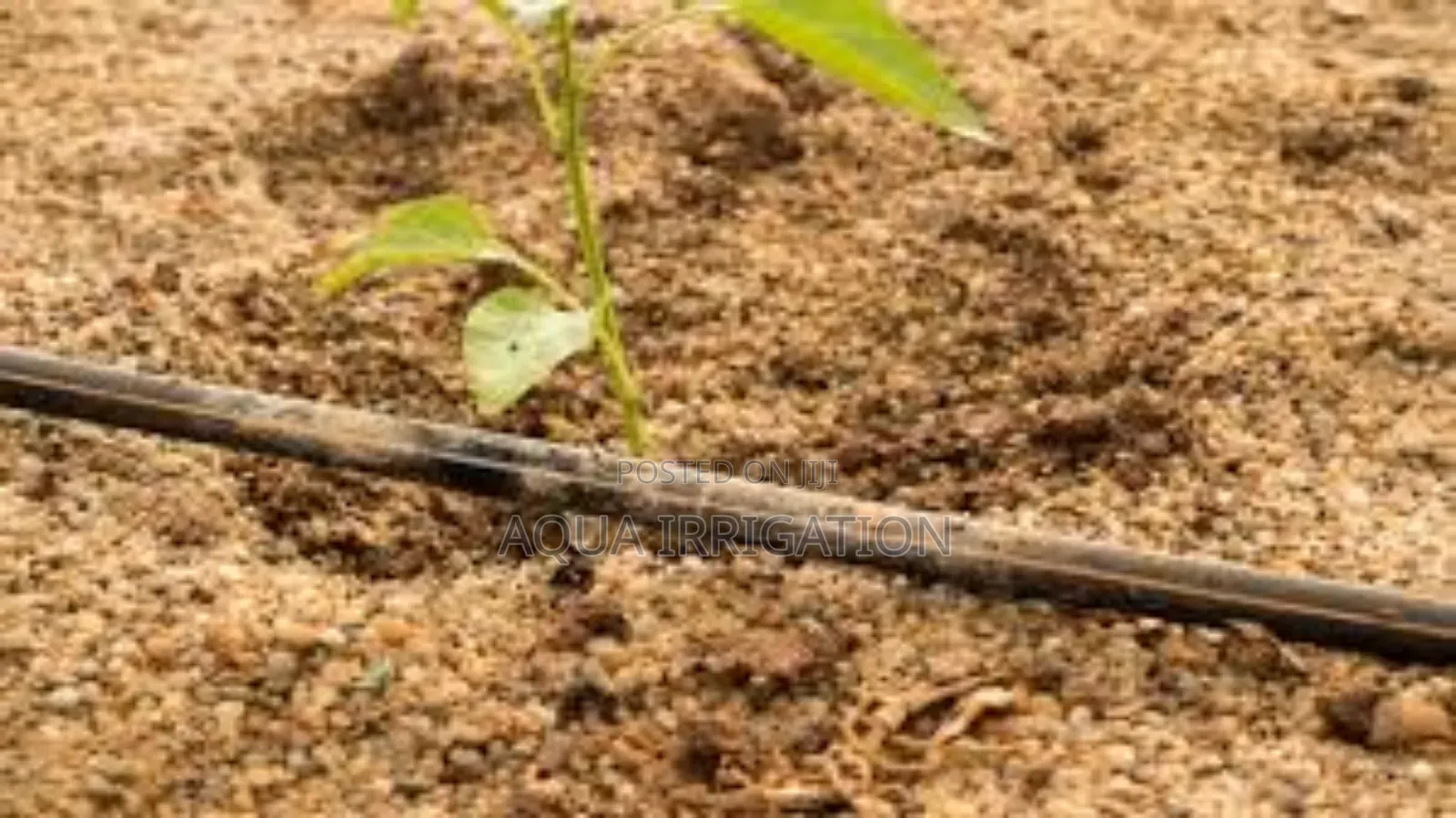 Buy Driplines Today, Save Water Tomorrow