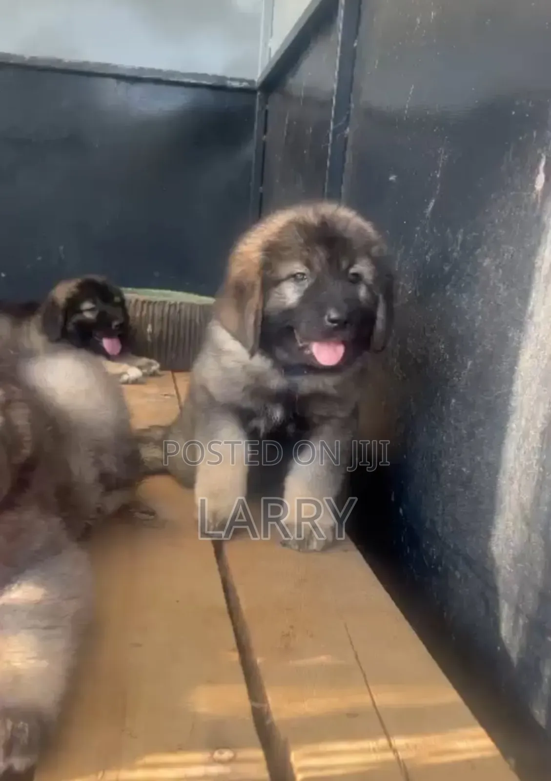 1-3 months Female Purebred Caucasian Shepherd