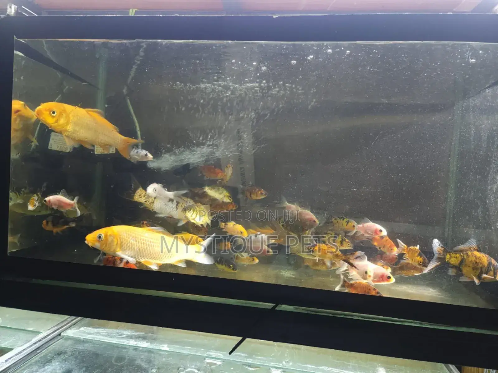Aquarium Fish