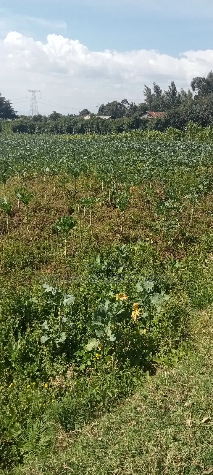 Land on Sale at Kinungi Naivasha