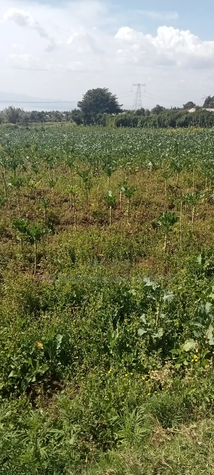 Land on Sale at Kinungi Naivasha