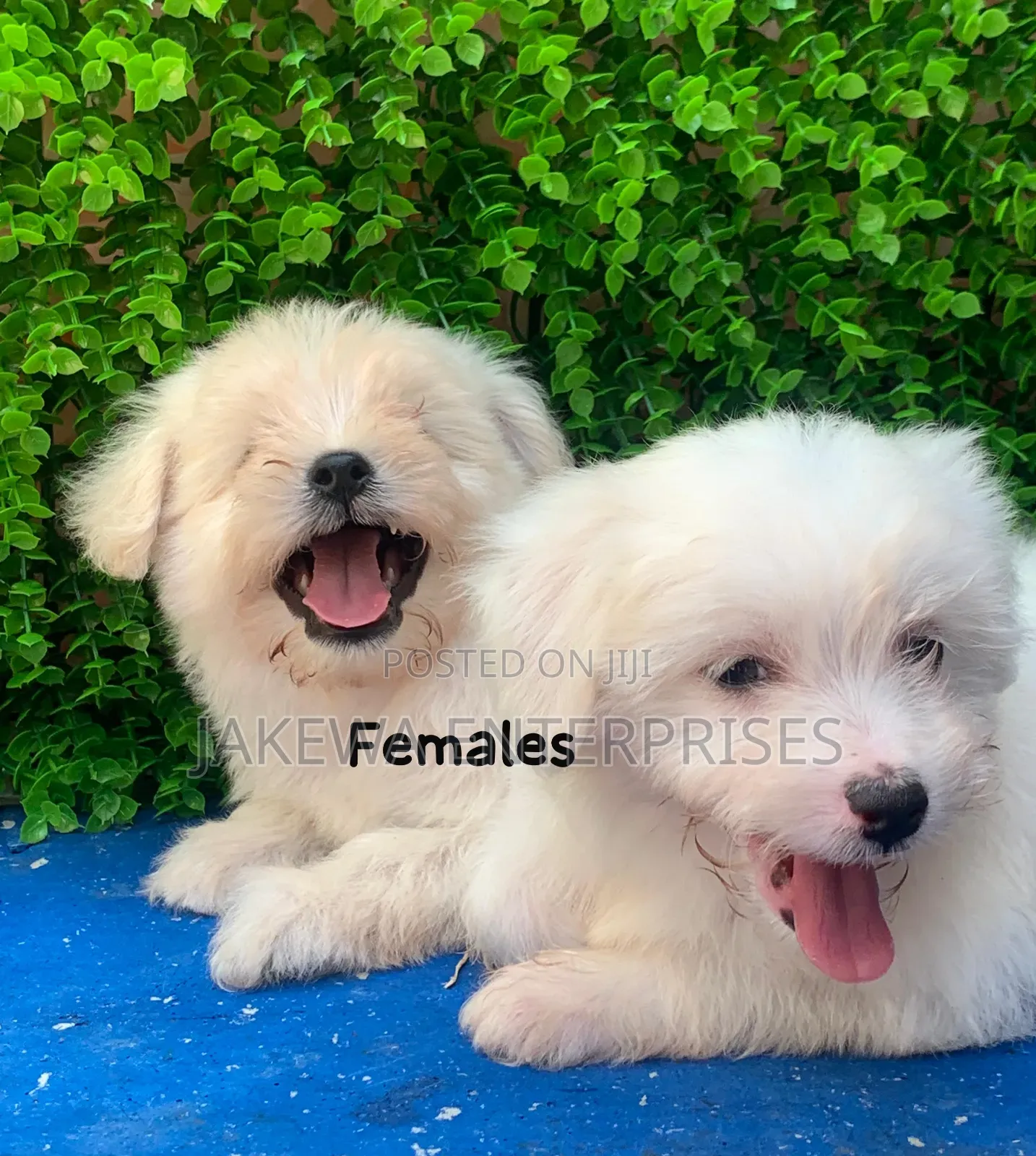 1-3 months Female Purebred Havanese