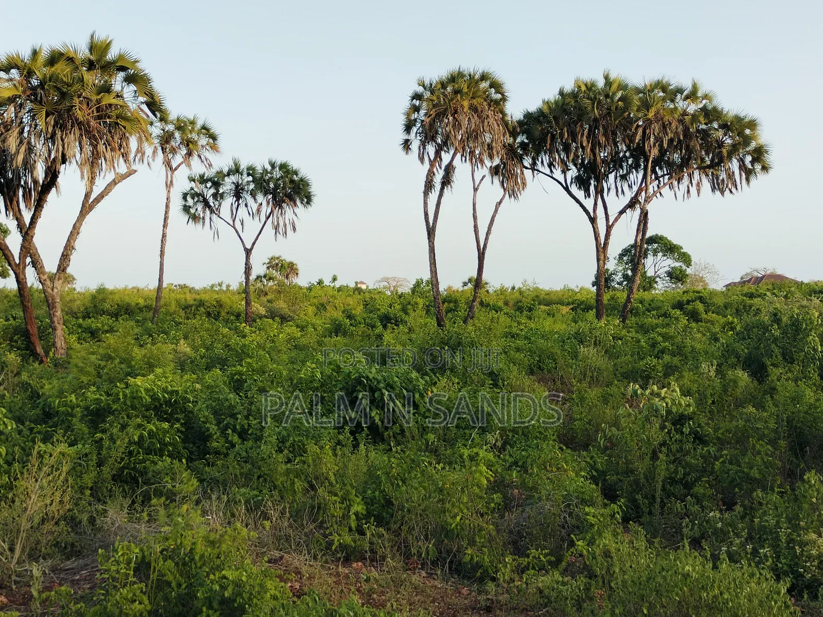4.5 Acre Second Row Beach Property