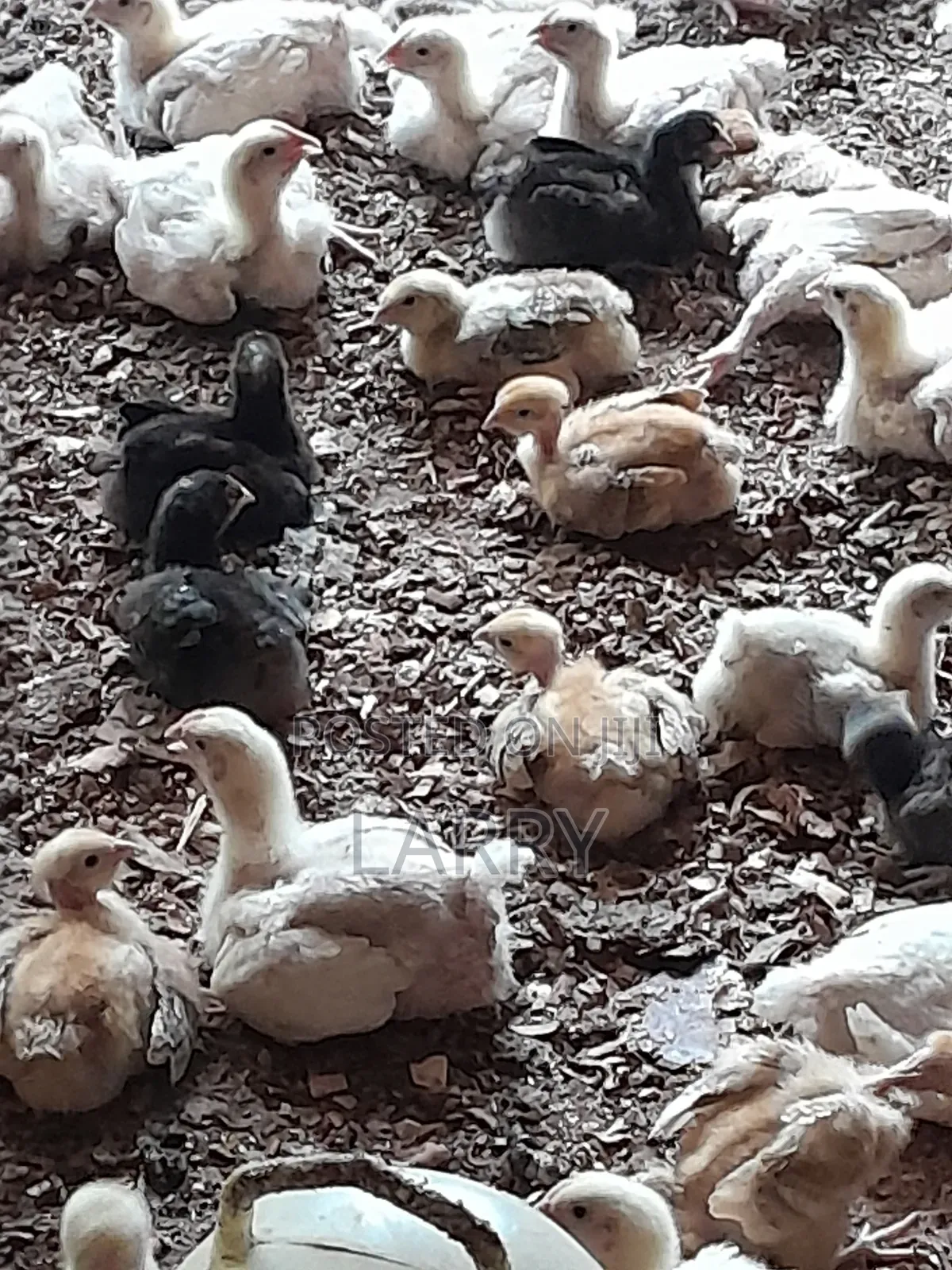 Agriculture