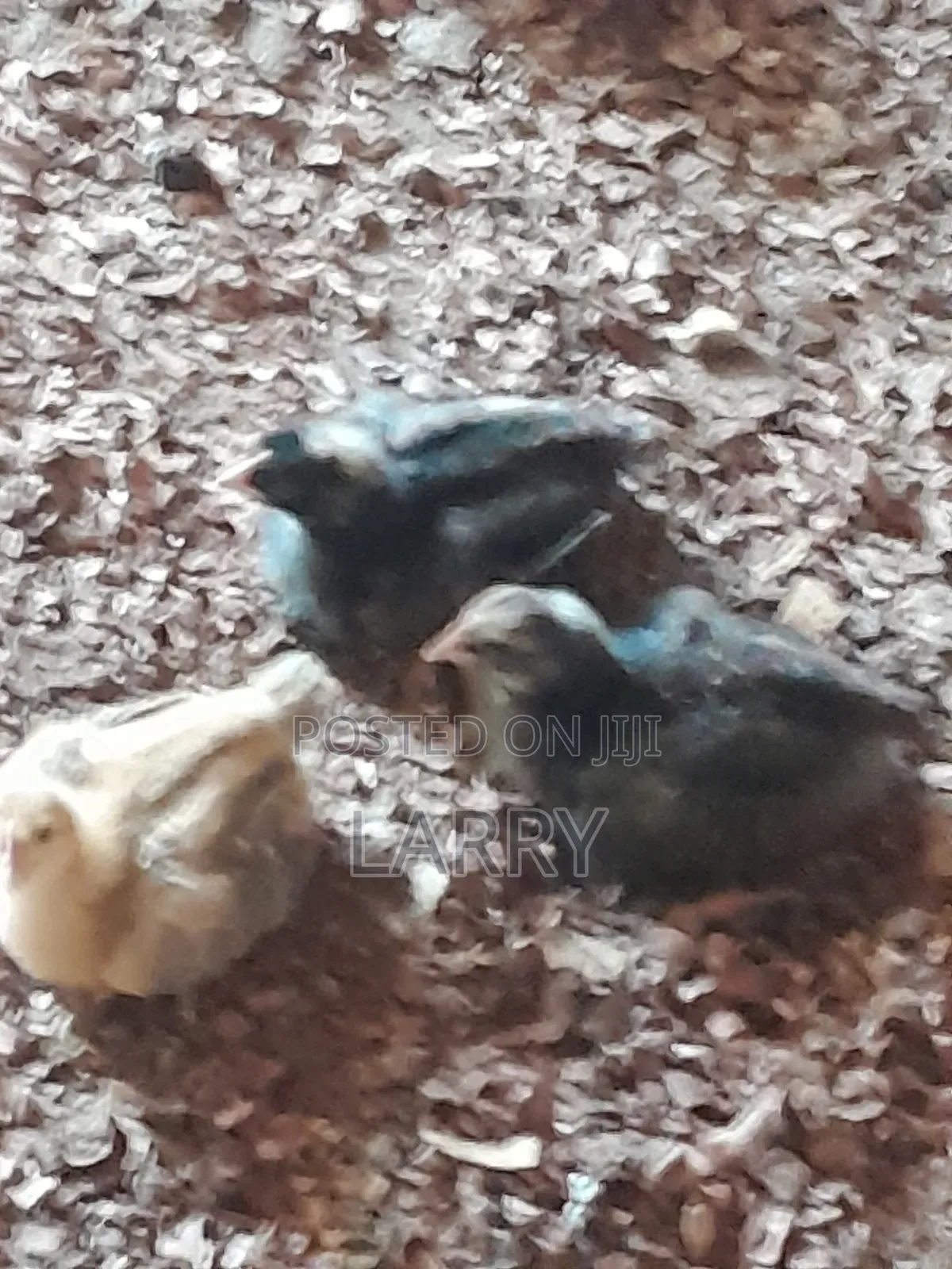 Agriculture