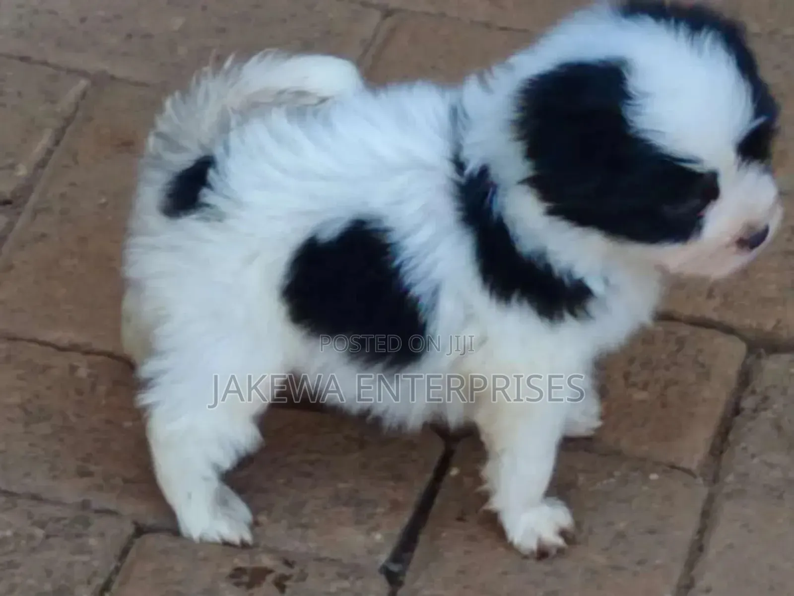 1-3 months Male Purebred Havanese