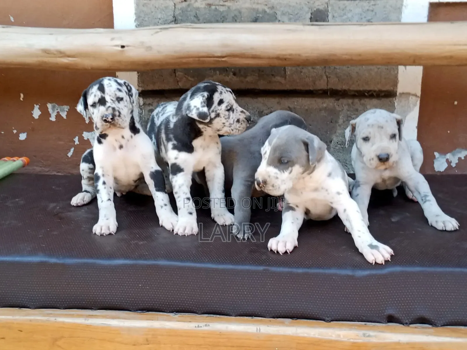 1-3 months Male Purebred Great Dane