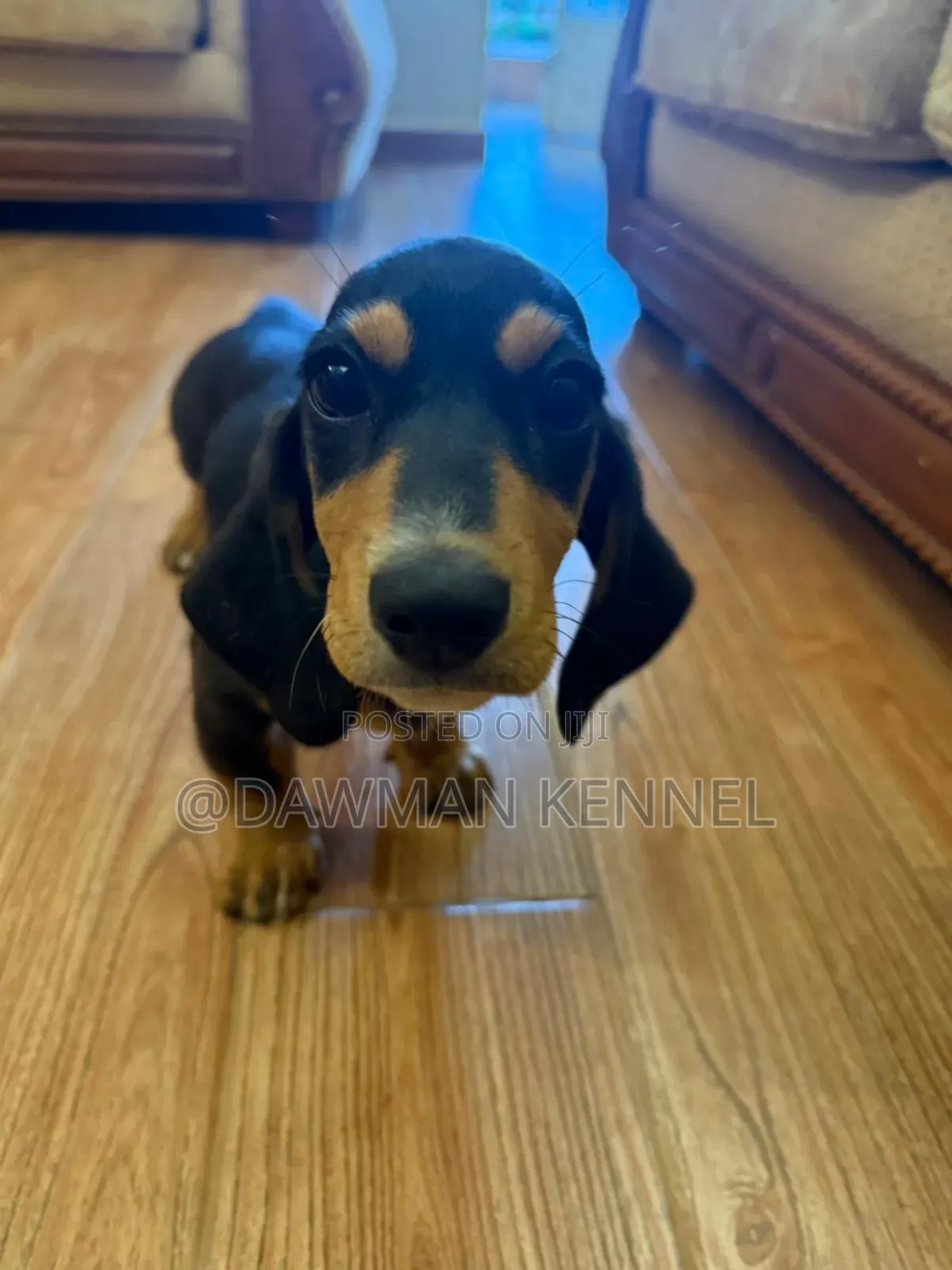1-3 months Male Purebred Dachshund