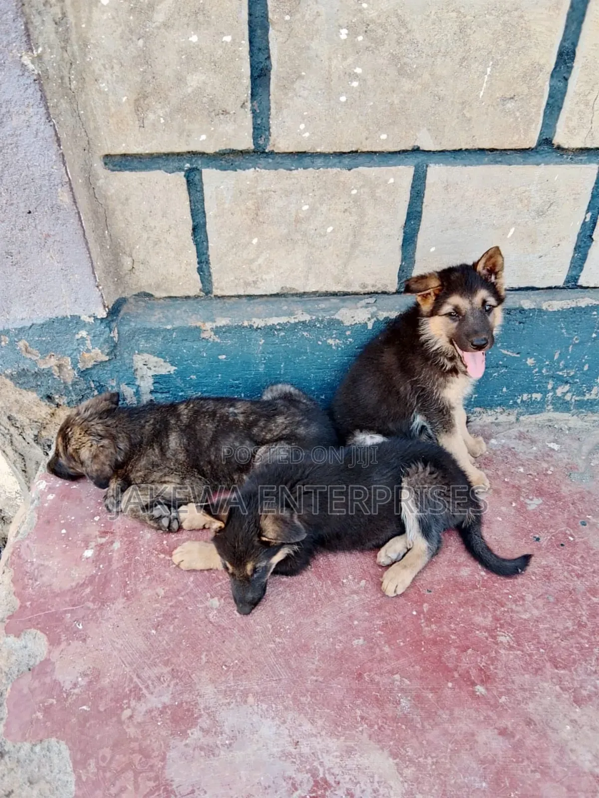 1-3 months Female Purebred German Shepherd