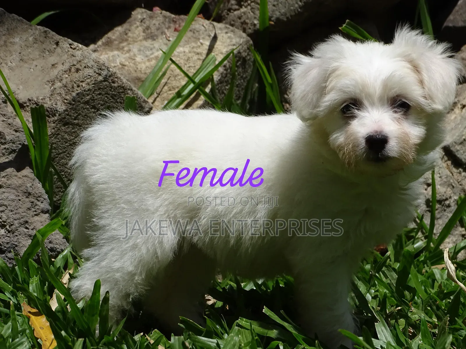 1-3 months Female Purebred Havanese