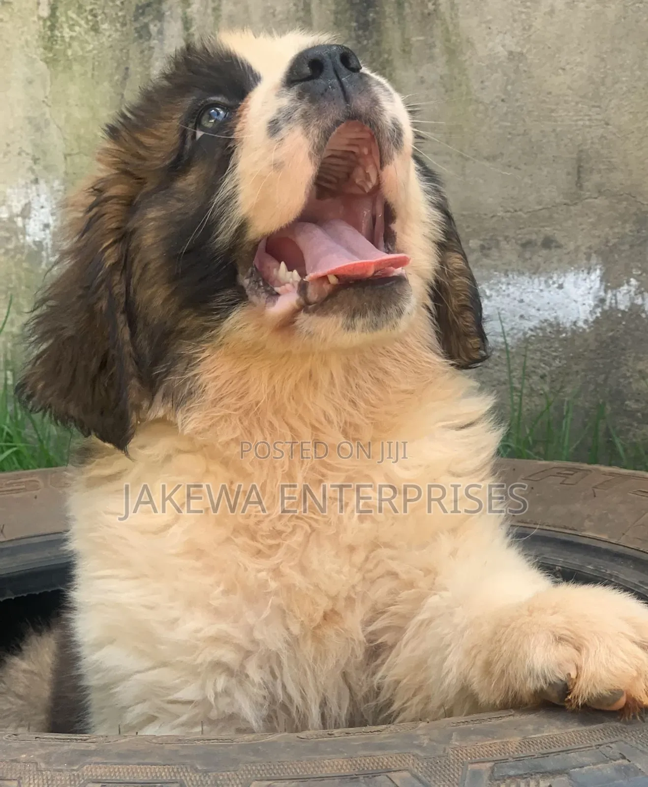 1-3 months Female Purebred Saint Bernard