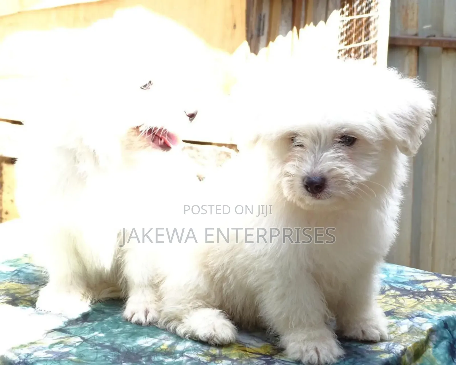 1-3 months Female Purebred Havanese