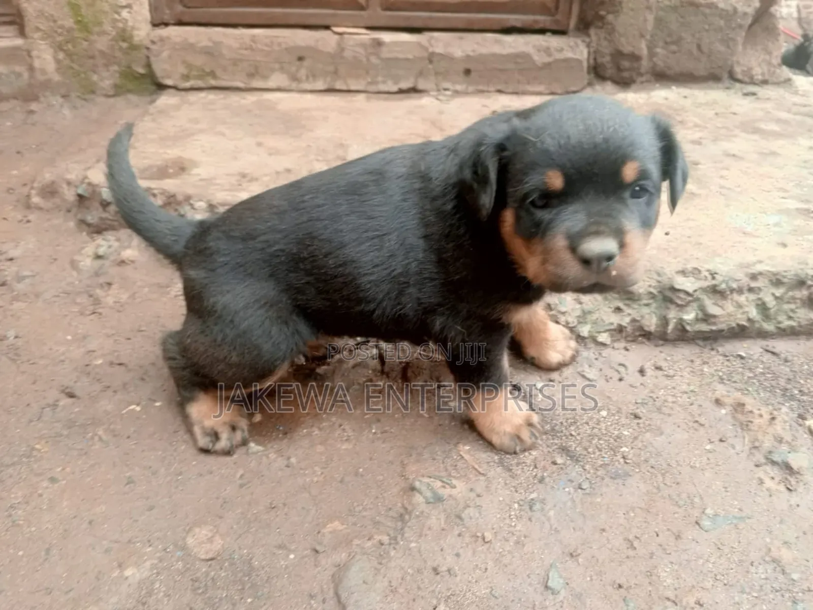 1-3 months Male Purebred Rottweiler