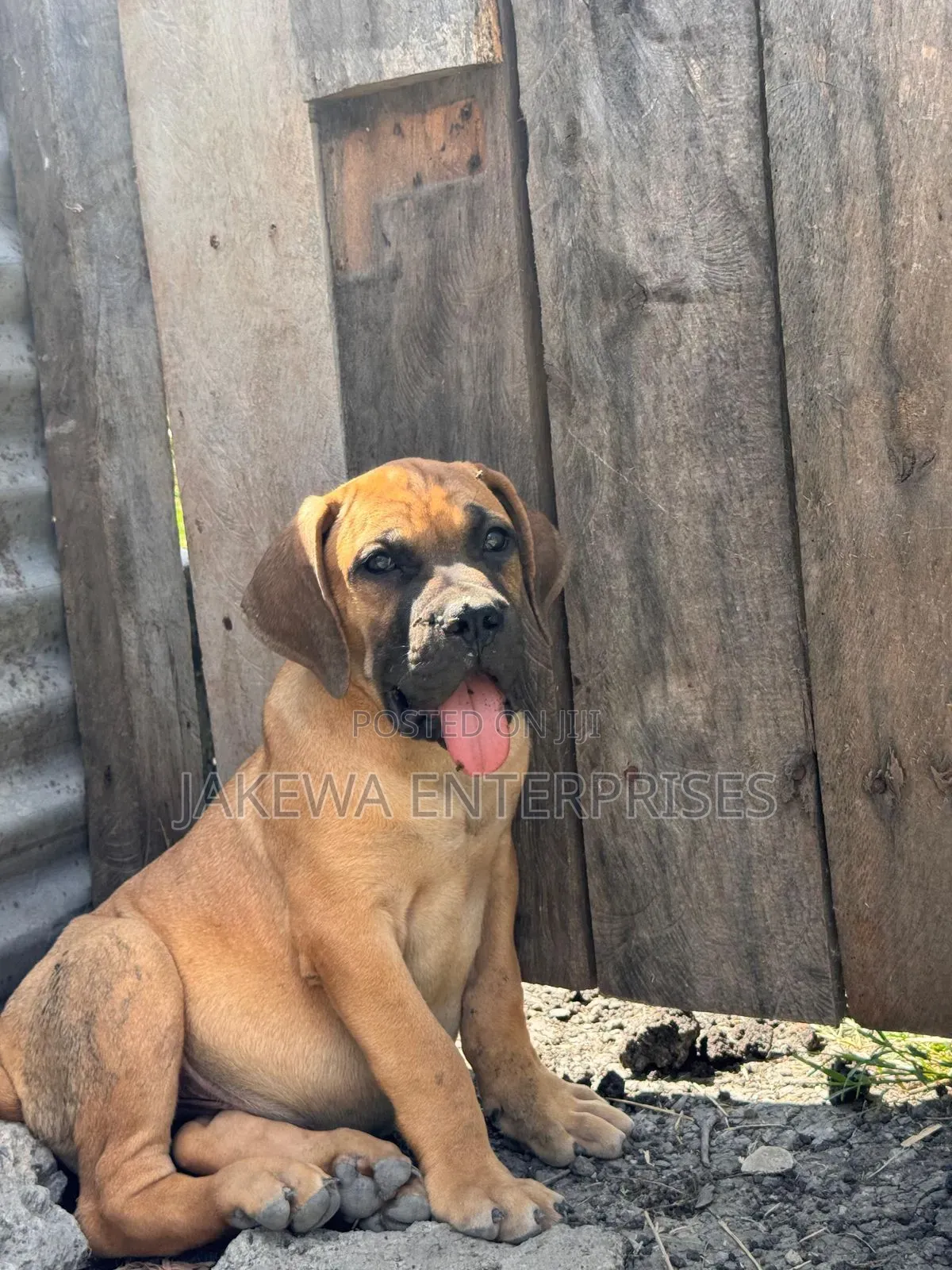 1-3 months Female Purebred Boerboel