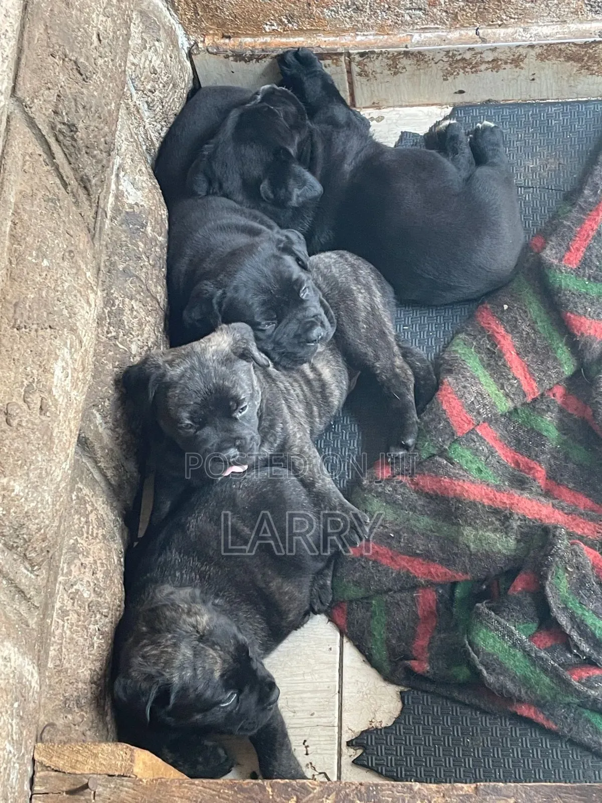 1-3 months Female Purebred Boerboel