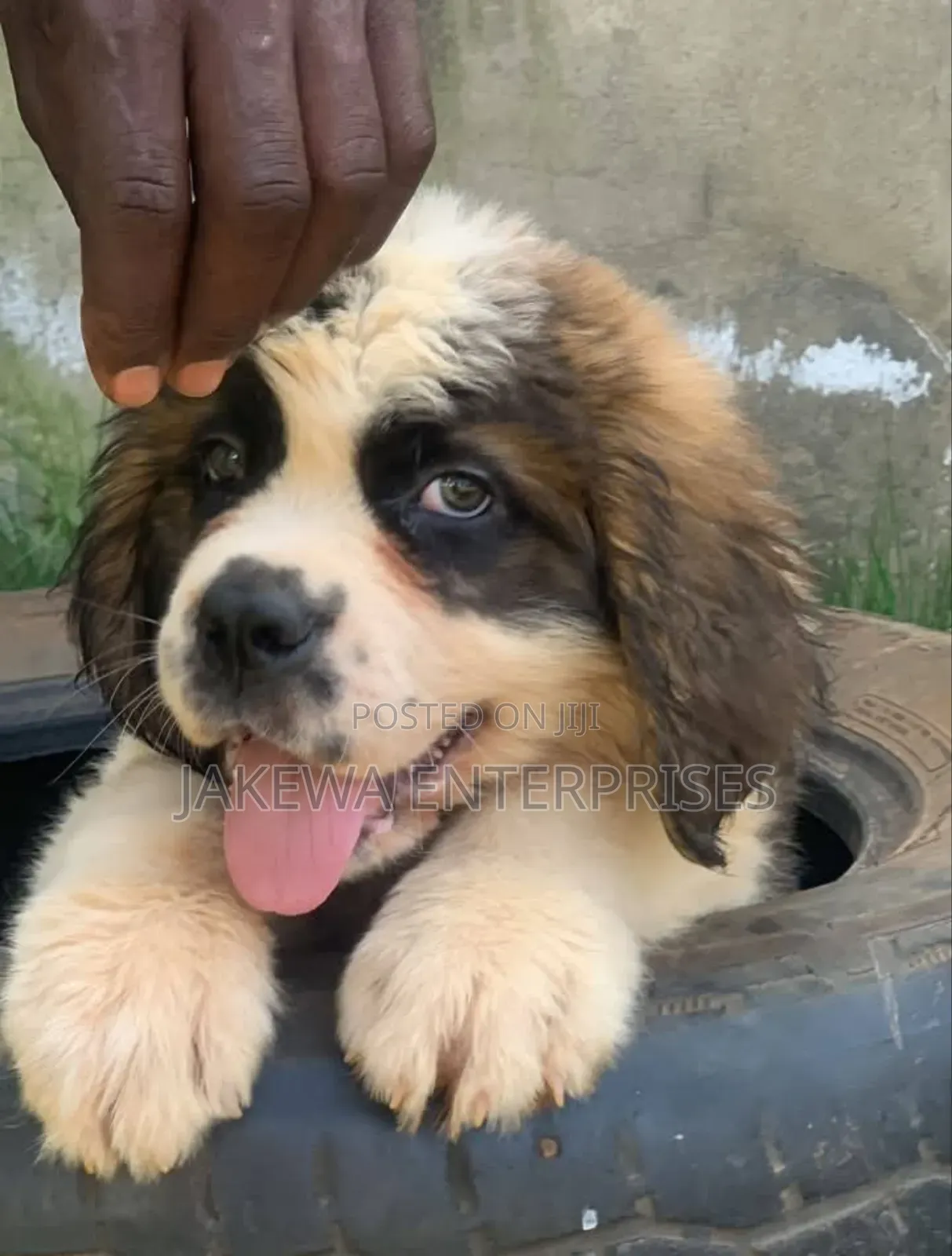 1-3 months Male Purebred Saint Bernard