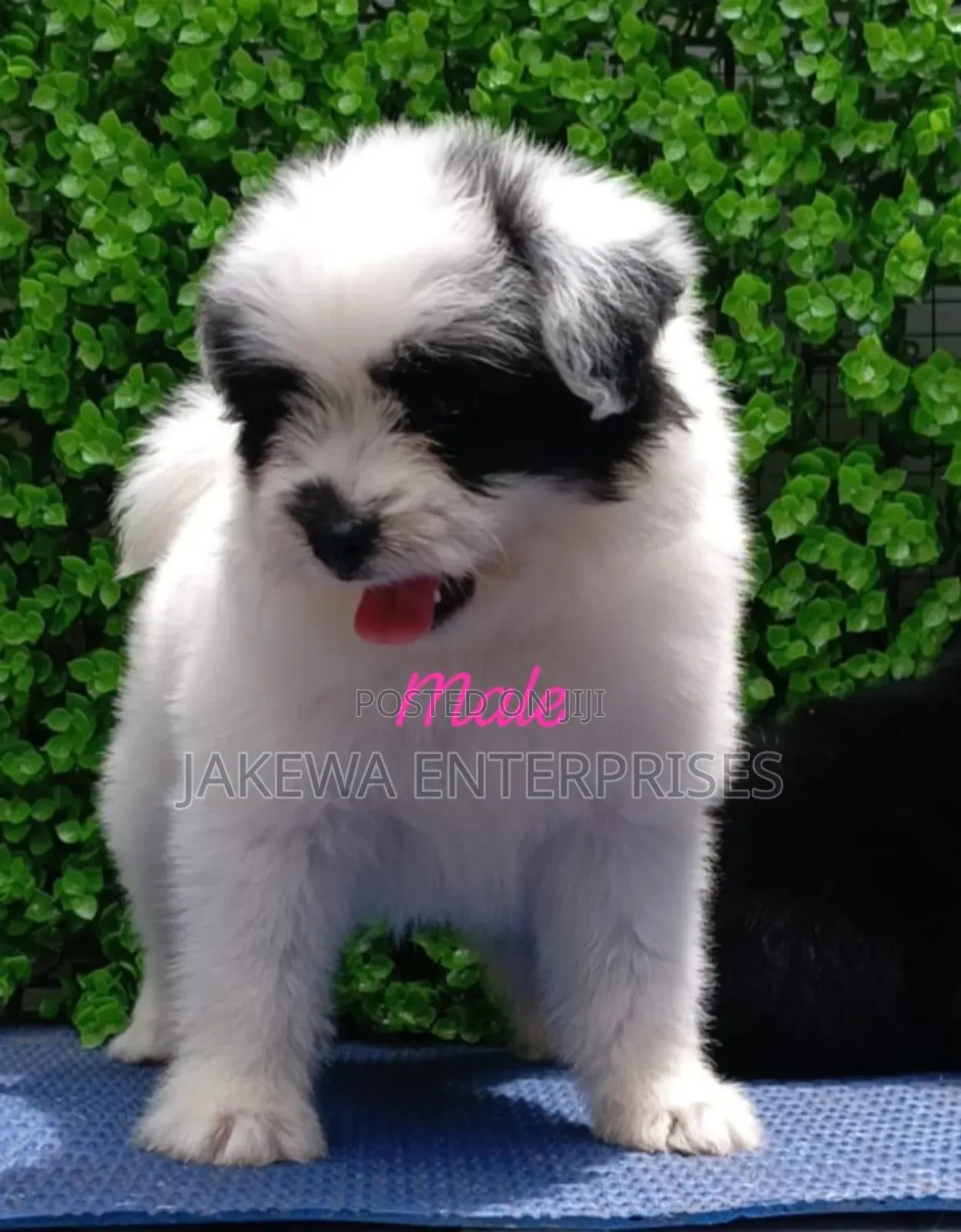 1-3 months Male Purebred Havanese