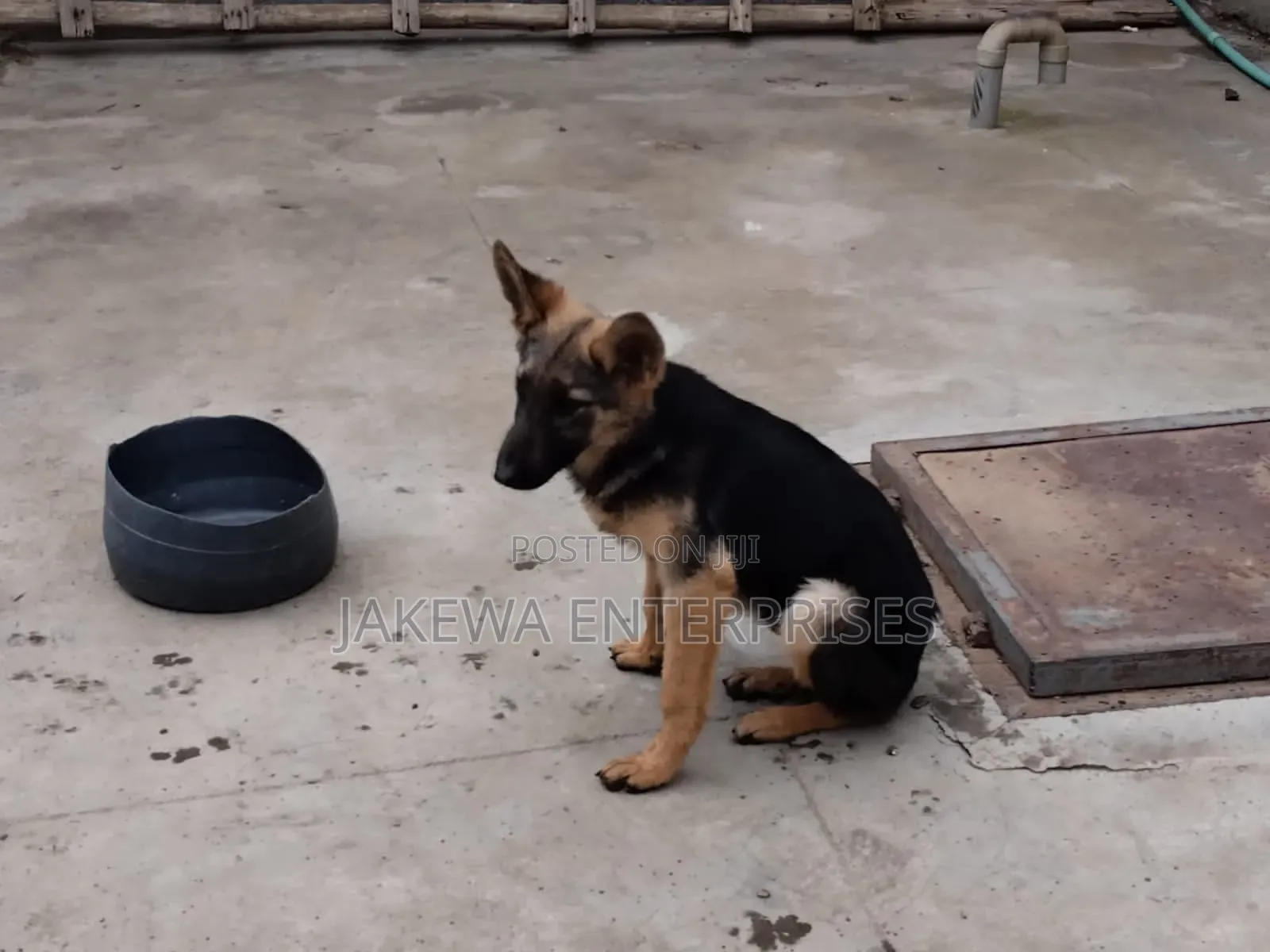 1-3 months Male Purebred German Shepherd