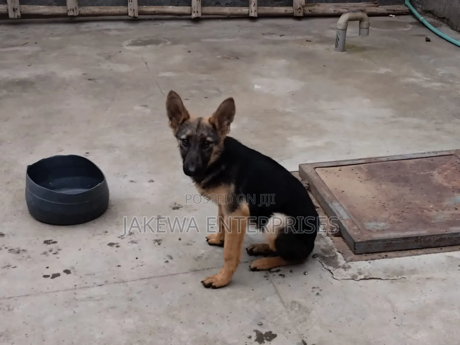 1-3 months Female Purebred German Shepherd