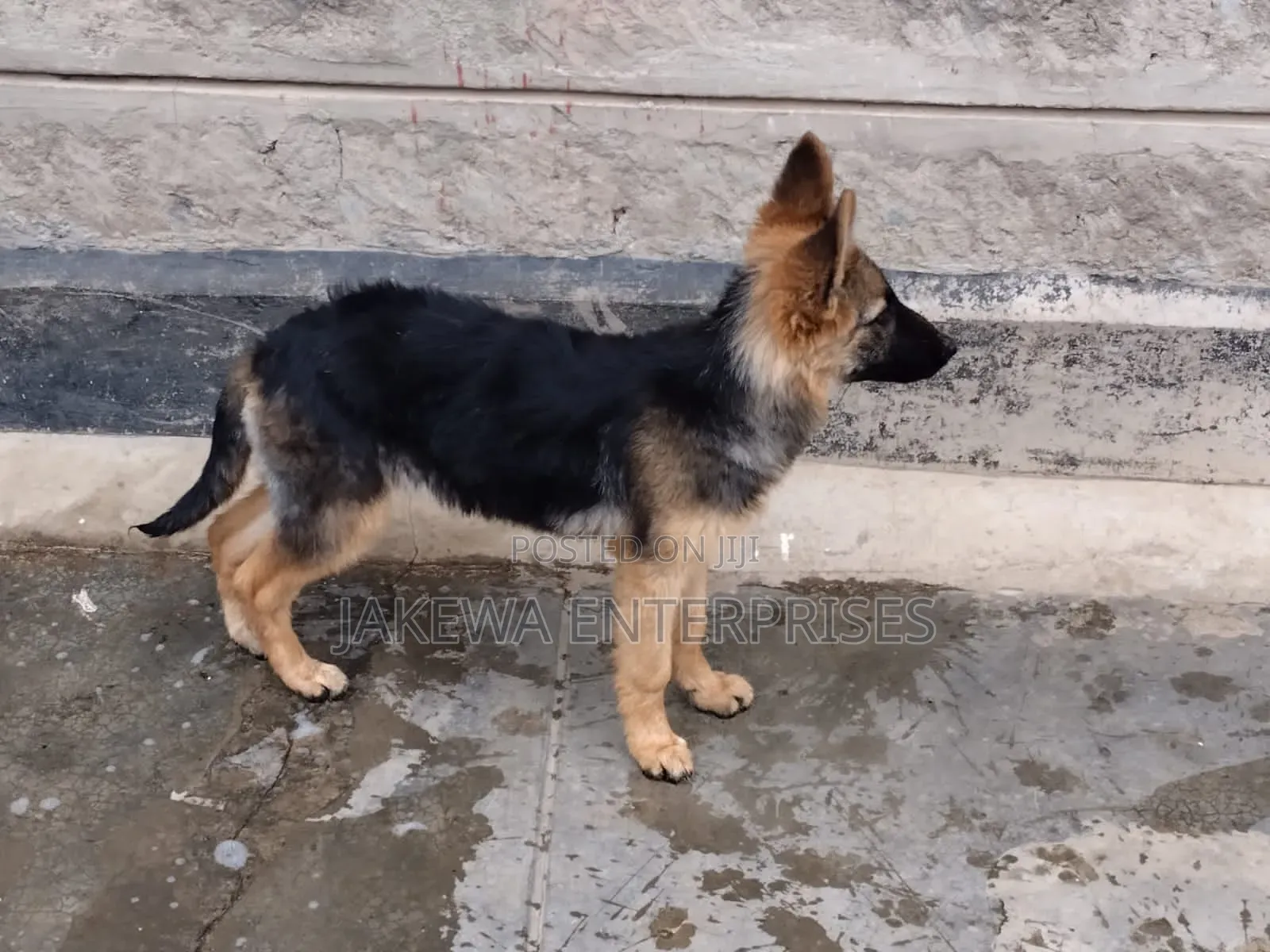 1-3 months Female Purebred German Shepherd