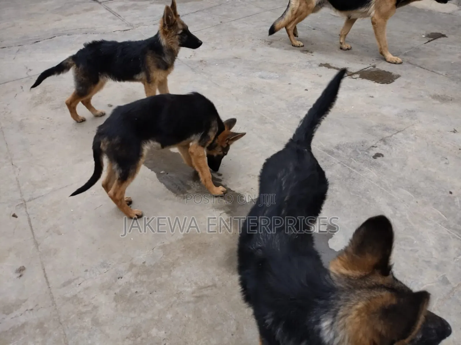 1-3 months Male Purebred German Shepherd